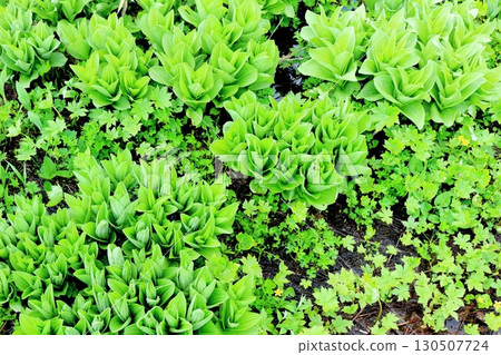 Tsugaike Nature Park in June, Part 2, Part 1 Tsugaike Nature Park in Spring Shinshu Nature Shinshu Scenery Tsugaike Nature Park in June, Part 2, Part 1 Tsugaike Nature Park in Spring Shinshu Nature Shinshu Scenery 130507724