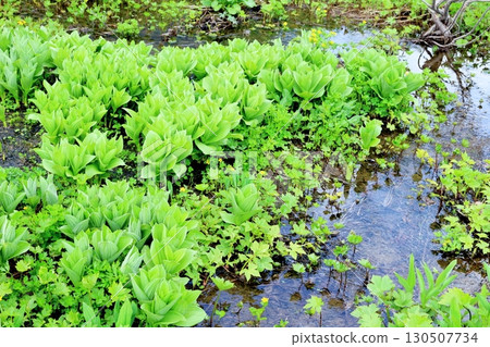 六月的栂池自然公園 第二部分 第一部分 春季的梔池自然公園 信州的自然風光 信州的風景 六月的栂池自然公園 第二部分 第一部分 春季的梔池自然公園 信州的自然風光 信州的風景 130507734