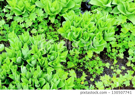 六月的栂池自然公園 第二部分 第一部分 春季的梔池自然公園 信州的自然風光 信州的風景 130507741