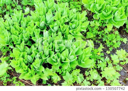 六月的栂池自然公園 第二部分 第一部分 春季的梔池自然公園 信州的自然風光 信州的風景 130507742