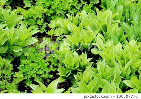 六月的栂池自然公園 第二部分 第一部分 春季的梔池自然公園 信州的自然風光 信州的風景 130507776