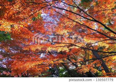 Late Autumn in Japan: Beautiful Autumn Leaves and the Season 3 130507779
