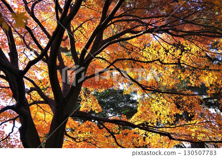 Late Autumn in Japan: 7 Beautiful Seasons with Delightful Autumn Leaves 130507783
