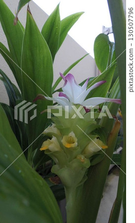 Turmeric flowers blooming on the balcony 130507796