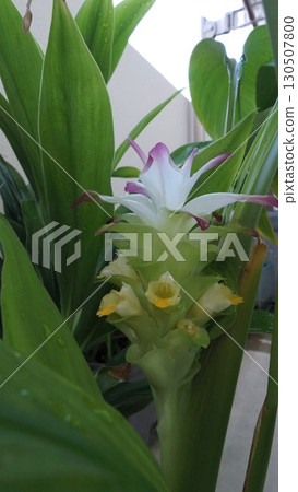 Turmeric flowers blooming on the balcony 130507800
