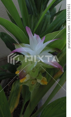 Turmeric flowers blooming on the balcony 130507801