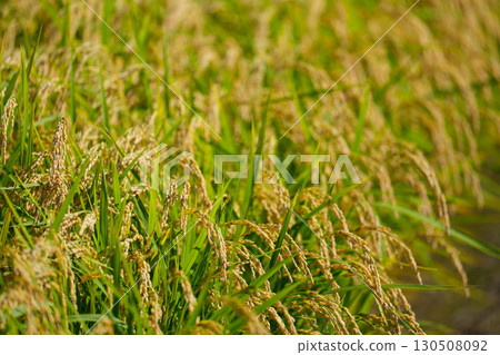Autumn rice ears, ripe rice Autumn rice ears, ripe rice 130508092
