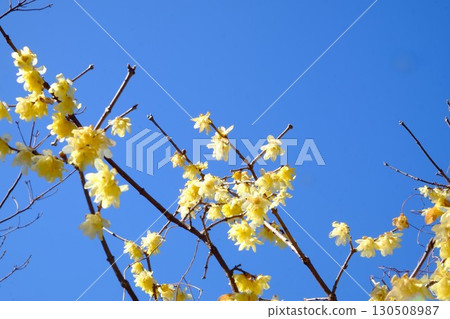 藍天映襯下的蠟梅花 [相模原市津久井 2月] 130508987