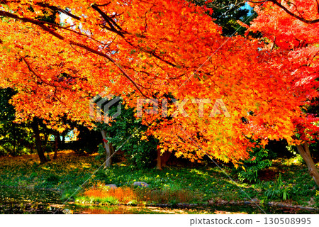 都立花園小石川後樂園，楓葉紅艷 130508995