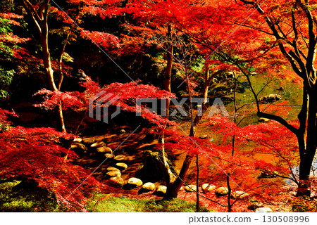都立花園小石川後樂園，楓葉紅艷 130508996