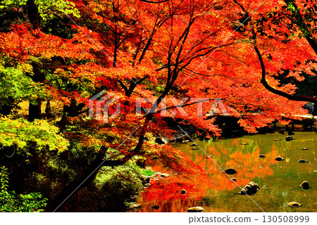 都立花園小石川後樂園,楓葉紅艷 都立花園小石川後樂園,楓葉紅艷 130508999