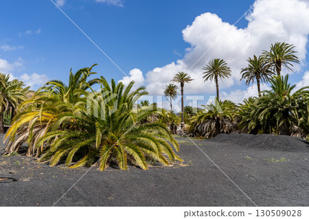 A scenic view of palm trees thriving on black volcanic sand under a bright blue sky with fluffy clouds. 130509028