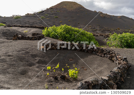 Vineyard landscape in Lanzarote, showcasing unique volcanic soil and traditional cultivation techniques. 130509029