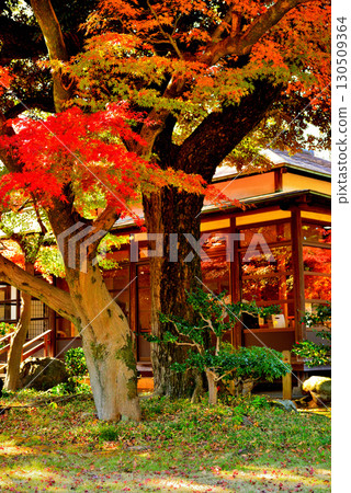 Koishikawa Korakuen Garden, a metropolitan garden, with red maple leaves 130509364