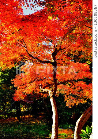 Koishikawa Korakuen Garden, a metropolitan garden, with red maple leaves 130509367