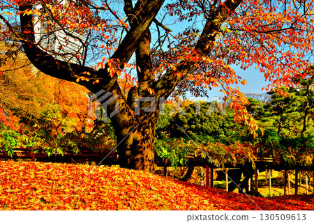 都立花園小石川後樂園,楓葉紅艷 都立花園小石川後樂園,楓葉紅艷 130509613