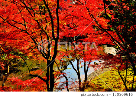 Koishikawa Korakuen Garden, a metropolitan garden, with red maple leaves 130509616