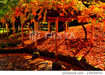 Koishikawa Korakuen Garden, a metropolitan garden, with red maple leaves 130509742
