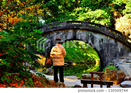 都立花園小石川後樂園,楓葉紅艷 都立花園小石川後樂園,楓葉紅艷 130509744
