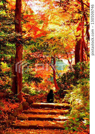 Koishikawa Korakuen Garden, a metropolitan garden, with red maple leaves 130509746