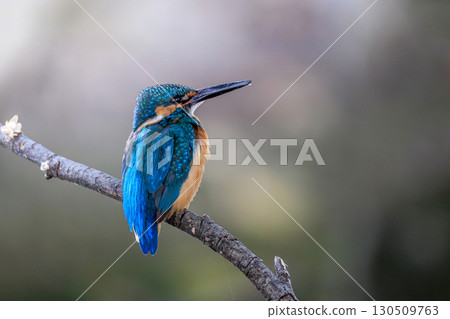 翠鳥棲息在樹枝上 130509763