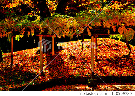 Koishikawa Korakuen Garden, a metropolitan garden, with red maple leaves 130509780