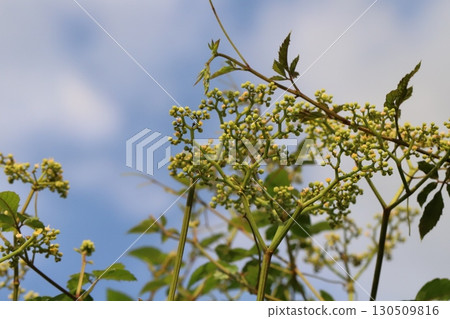 Small pink flowers of Ardisia crenata blooming in a summer field 130509816