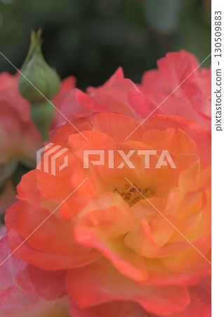 紅玫瑰花和玫瑰花蕾形狀像giboshi 130509883