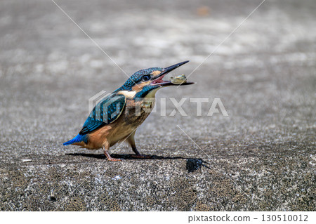 吃魚的年輕翠鳥 吃魚的年輕翠鳥 130510012