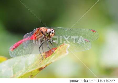 Mayutateakane (male) 130510227