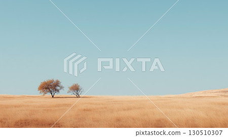 Two trees gracefully stand amidst an expansive golden field reaching towards the pale blue sky 130510307