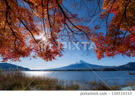 [Mt. Fuji material] Snow-capped Mt. Fuji and autumn leaves seen from Lake Kawaguchi in autumn [Yamanashi Prefecture] 130510333