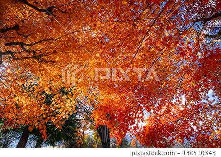 [Mt. Fuji material] Snow-capped Mt. Fuji and autumn leaves seen from Lake Kawaguchi in autumn [Yamanashi Prefecture] 130510343