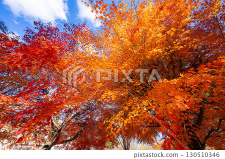 [Mt. Fuji material] Snow-capped Mt. Fuji and autumn leaves seen from Lake Kawaguchi in autumn [Yamanashi Prefecture] 130510346