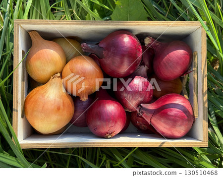 Onions vegetables in the crate 130510468