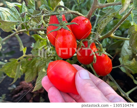 Picking of tomatoes in vegetable garden 130510474