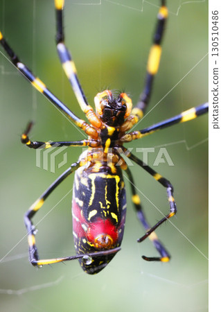 Orb spider (ventral side) Orb spider (ventral side) 130510486