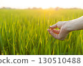 Touching the rice ears 130510488