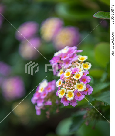 馬纓丹盛開 130510878