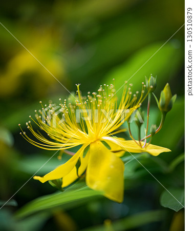 Blooming weeping willows Blooming weeping willows 130510879