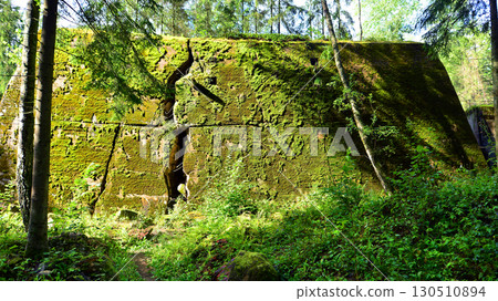 Destroyed WWII bunker ruins found in the forest covered with moss, shrubs, and other flora. 130510894