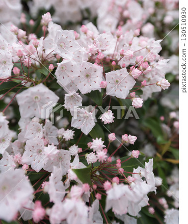 Lots of Kalmia 130510930