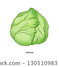 Line drawing illustration of lettuce 130510983