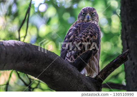 Yorotaka的幼鳥 Yorotaka的幼鳥 130510990