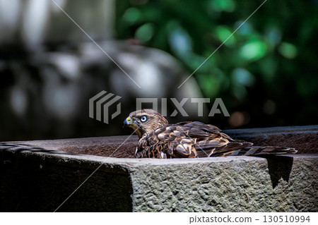 Yorotaka's young bird Yorotaka's young bird 130510994