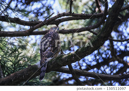 A young goshawk perched on a branch 130511097