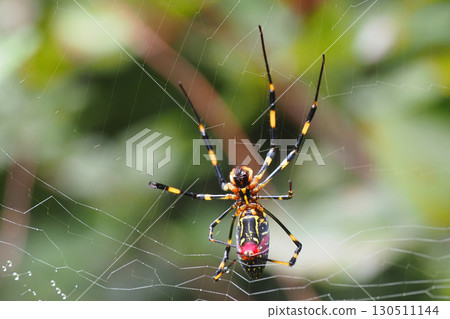 Orb spider (ventral side) 130511144