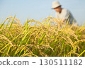 A man looking at rice before harvest 130511182