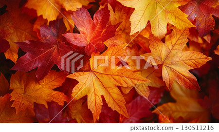 Background material of fallen leaves with vibrant autumn colors spreading all over 130511216
