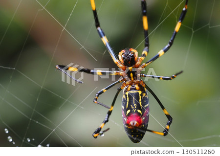Orb spider (ventral side) 130511260
